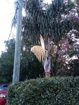 [Growing from behind a hedge is a tree with branches of very long thin dark green spike-like leaves. At the base of the start of the leaf growth is a branch with cream-colored strings with flowers. It appears this has opened from a shell of sorts because there is a long thin upright stiff section of the plant just behind the drooping strings.]